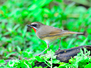 Siberian Rubythroat bird (luscinia Sibilans) with side details