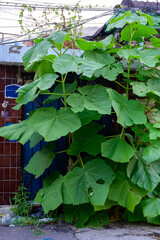 In abandoned streets, humans disappear and weeds and trees occupy their places.