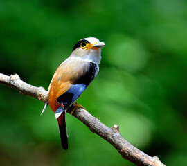 Silver-breasted Broadbill bird (Serilphus lunatus) lonely perching on the branch with back profile