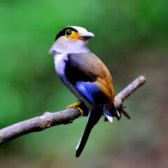 Silver-breasted Broadbill bird (Serilphus lunatus) nice perching on the branch with face turning around