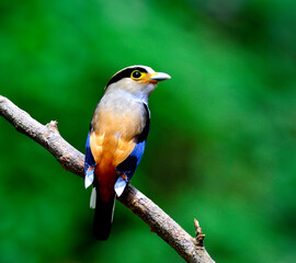 Silver-breasted Broadbill bird (Serilphus lunatus) nice perching on the branch