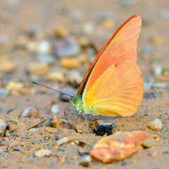 Single pieridae, an orange butterfly sipping water