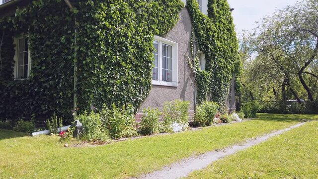 Courtyard of cozy ivy covered rural house with walls covered by climbing plants at sunny spring day in Kaliningrad, Russia (formerly Koenigsberg). Static shot rendered in 4K
