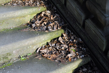 Detail Autumn Leaves on Old Stone Steps 