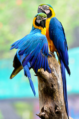 Sweet Blue and Yellow macaw perching together on the same wood stretching its wings