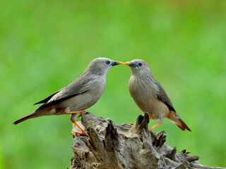 Sweet kissing birds, Chestnut-tailed Starling bird (Sturnus malabaricus) in very romantic meoment
