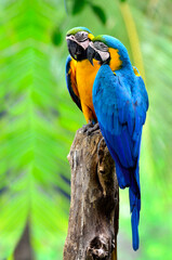 Sweet pair of Blue and Yellow Macaw perching on the same tree with nice background, pet and wild bird
