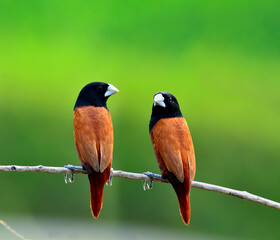 Sweet Pair of Black-headed Munia bird perching together on the branch with clear green background