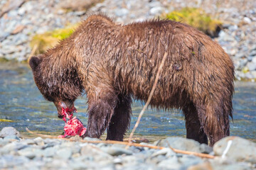 gruesome bear feast