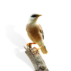 Venus-breasted Starling (Sturnus burnammicus) bird isolated on white background