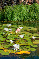 Water Lilies in Plant Filtered Pool