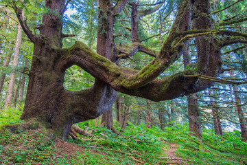 twisted spruce trunks