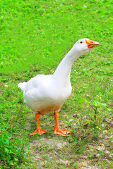 White goose on the green grass in the summer
