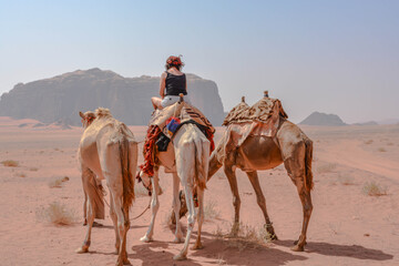 Camel in desert. Wadi Rum, Jordan
