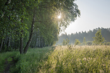 morning landscape with birches and a road among the field