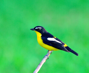 Yellow-rumped flycatcher bird (ficedula zathopygia) nice perching on the branch with sharp eyes