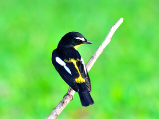 Yellow-rumped flycatcher bird (ficedula zathopygia) with black feathers on back profile