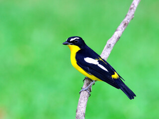Yellow-rumped flycatcher bird (ficedula zathopygia) nice perching on the branch