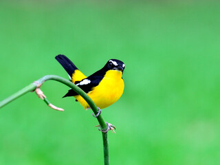 Yellow-rumped flycatcher bird (ficedula zathopygia) with nice yellow feathers perching on bamboo stick