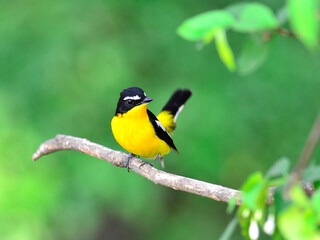 Fototapeta premium Yellow-rumped flycatcher bird (ficedula zathopygia) with yellow feathers on chest and nice tail up
