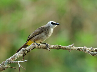 Yellow-vented bulbul bird (Pycnonotus goiavier) perching on nice branch