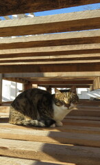 a mother-of-pearl cat with a white collar hides inside a wooden structure from the direct rays of...