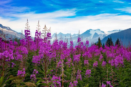 lost in fireweed
