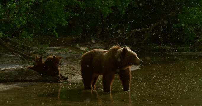 Brown bears on the Kuril Lake in Kamchatka in Russia. Kamchatka Peninsula.