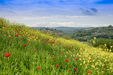 Flowery hill in the foreground with yellow flowers and poppies in the Siena countryside