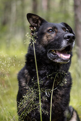 German shepherd dog portrait in the forest