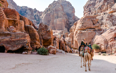 Camels in Petra, Jordan - obrazy, fototapety, plakaty