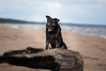 German shepherd dog posing on the beach 