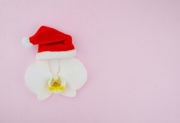 Christmas white orchid in Santa Claus costume on a pink background . Decorated flower for the New Year.