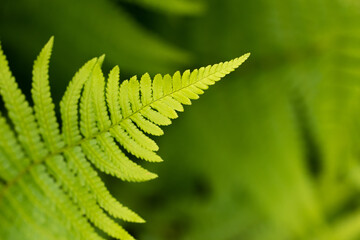 Beautiful fern leaves in the forest 