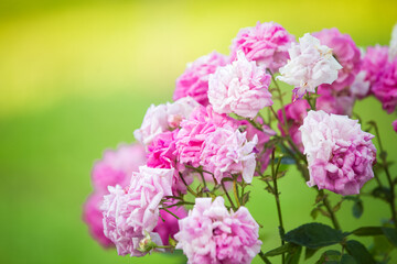 Fototapeta na wymiar Romantic pink roses wedding background