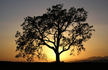 Fototapeta na wymiar Warm sunset light behind lone oak tree. in Los Angeles County California.