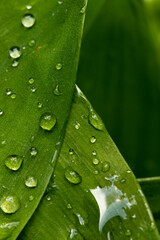 green leaf  closeup with water drops