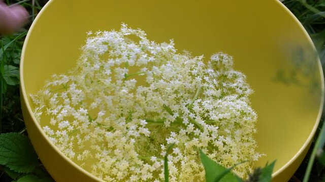 Putting pleated Elder Flowers in a bowl (Sambucus nigra) - (4K)
