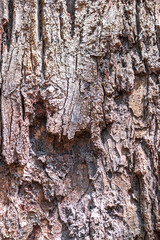Bark of Meranti Temak Nipis Tree (Shorea roxburghii)