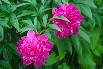 two bright blooming peonies
