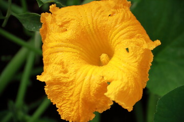 pumpkin flower warm summer morning