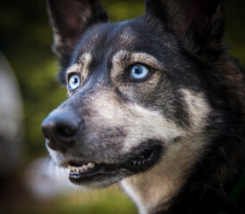 A dog with blue eyes.
