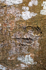 Bark of Meranti Kepong Tree (Shorea ovalis)