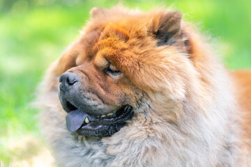 Portrait of a dog, Chinese breed Chow chow.