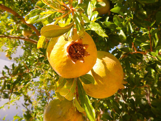 A close up of two green unripe pomegranates (Punica granatum) on a branch with green leaves against the blue sky on a sunny summer day. Pomegranates macro.