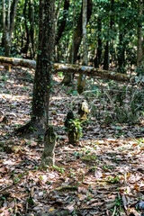 Kg Sarau Muslim Cementary, Pulau Ubin, Singapore