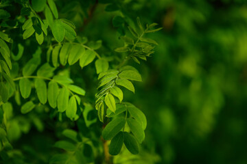 Obraz premium Green leaf background. Fresh green plants. Green leaves. Closeup. Ecology, fresh wallpaper concept. 
