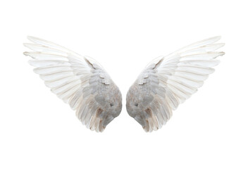 Bird wings isolated on white background