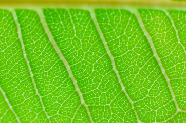 closeup texture green leaves nature abstract macro pattern leaf background.