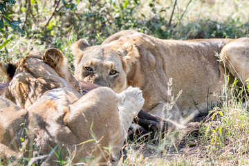 Lioness eating buffalo calf she killed on the Kruger Park South Africa
